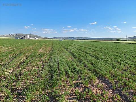 ŞANLIURFA KARAKÖPRÜ ÇÖMLEKÇİ KÖYÜ’NDE 11.000 M²  SULU TARLA SATILIKTIR - ŞANLIURFA KARAKÖPRÜ fotoğraf 5